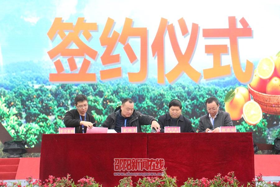 新宁县“脐橙嘉年华”活动举行 新“橙王”重达1.9斤