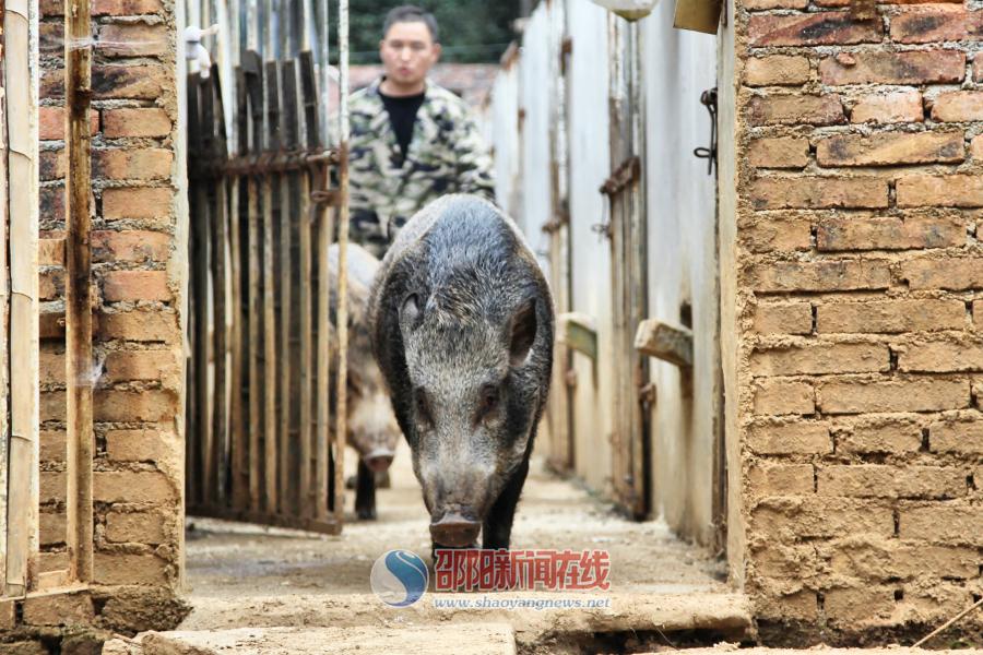 下岗职工回乡承包山林当“野猪王”