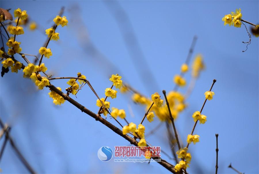 春暖花开的季节 来邵阳城里看美景