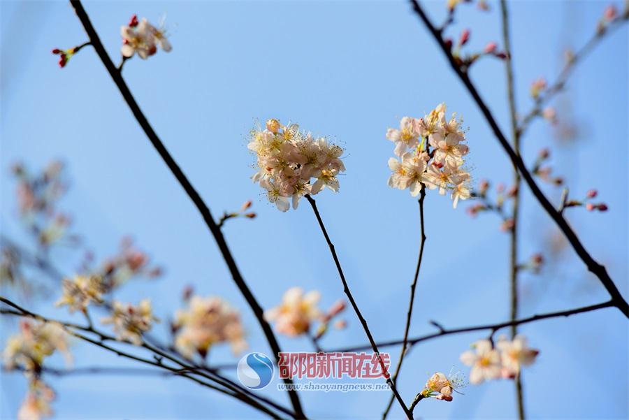 春暖花开的季节 来邵阳城里看美景