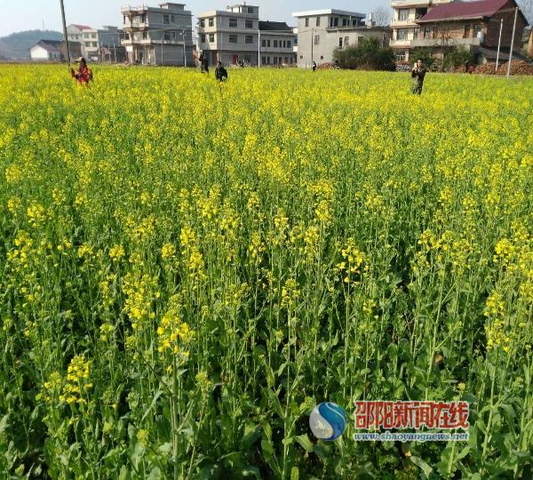 邵东县黑田铺镇:油菜花盛开 赏花正当时