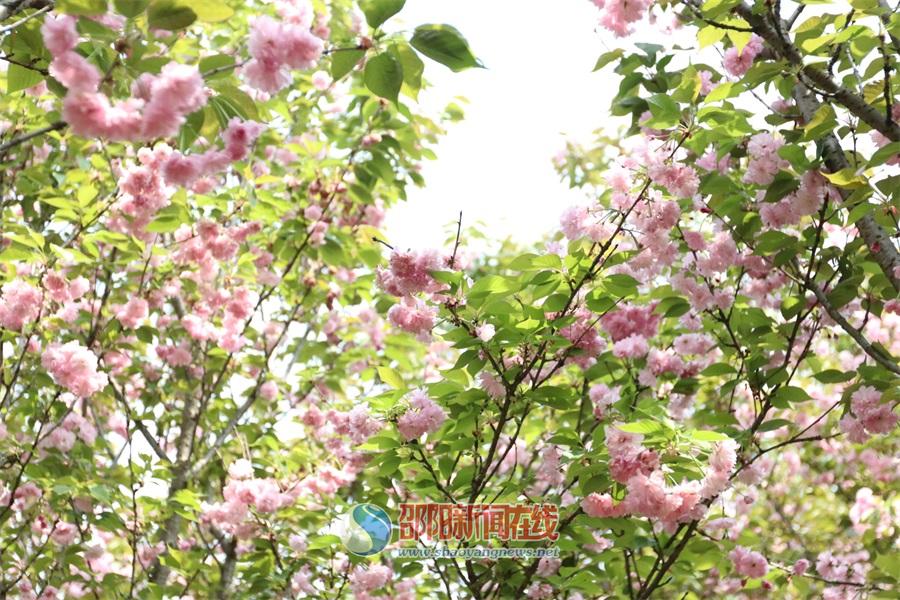 北塔生态园的樱花 惊艳了这个春天