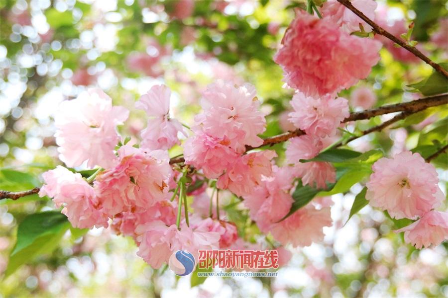 北塔生态园的樱花 惊艳了这个春天