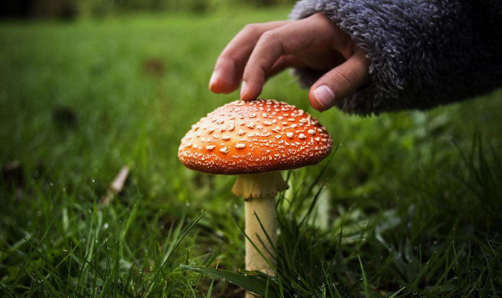 邵阳市食药监局警示:春季小心毒蘑菇致命