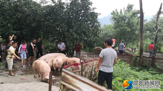 镇干部帮助受灾养殖户转移生猪