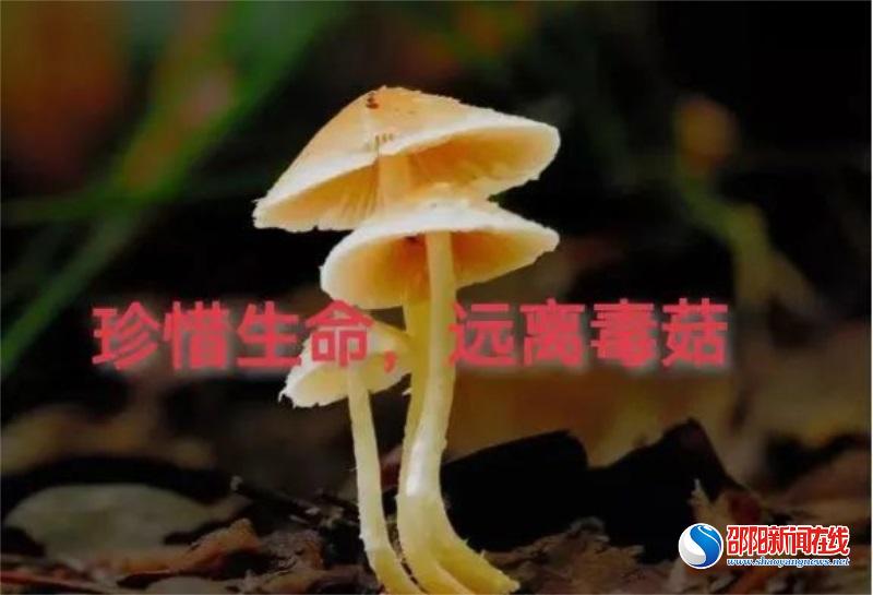 又双叒叕有人毒蘑菇中毒！这些蘑菇真的不能吃！