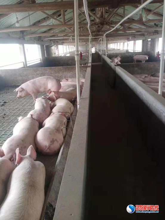 邵东农商银行：金融“活水”支持生猪养殖发展