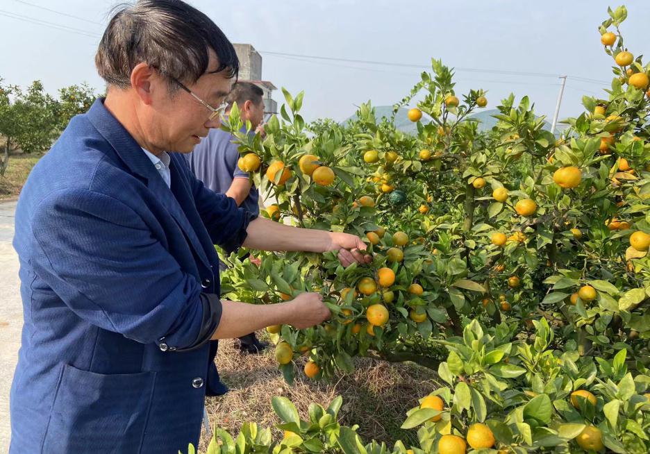 洞口县茶铺茶场管理区双塘村开展柑桔黄龙病普查工作