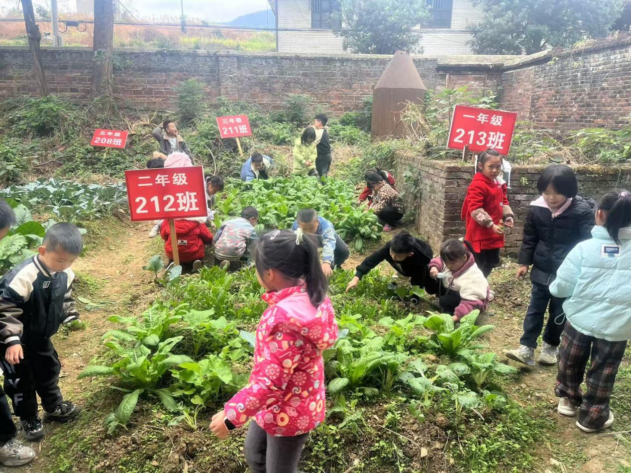 隆回县六都寨镇朝阳小学组织开展劳动主题活动