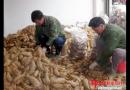 绥宁县每年有上万吨冬笋和笋制品外销(图)
