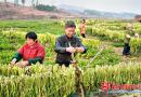 大祥区板桥乡大力扶持和引导村民种植腌菜