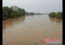渡头桥地区的邵水河因连日连绵大雨而涨水
