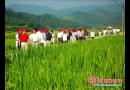 全国种子销售商考察武阳制种基地