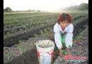 双清区高崇山镇村民种植草莓发财致富