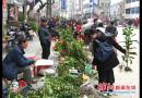 绥宁县苗木市场新年红红火火