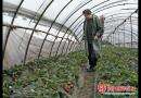 双清区高崇山镇鸟山村村民普种草莓发家致富