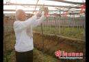 双清区高崇山镇葡农剪枝忙
