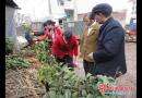 双清区高崇山镇集镇苗木销售市场火爆