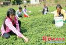 绥宁县武阳镇农民种植绞股蓝走向致富路