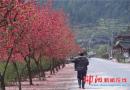 城步丹口镇桃林村推进生态旅游服务行业(图)