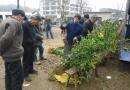 双清区高崇山镇苗木销售市场火爆