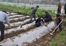 邵阳县河伯乡28名干部周末帮烟农盖地膜培土120亩