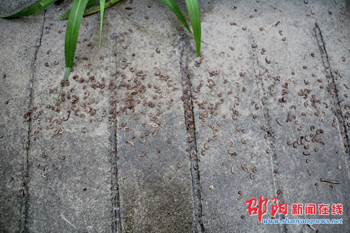 城步儒林镇突发虫灾 大量千足虫“游行示威” 引恐慌