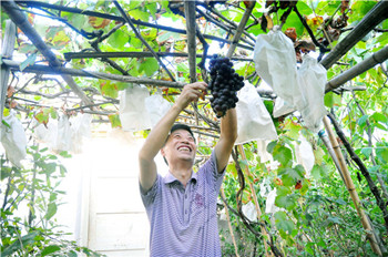 马蹄社区住户天台上打造“奇幻果园” 果木品种众多