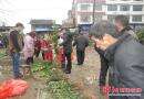 双清区高崇山镇苗木市场销售旺