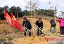 城步西岩镇百余名干部职工参加春季义务植树活动