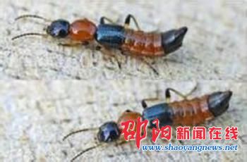 微信疯传致命“隐翅虫” 类似黑蚂蚁身上带有毒液