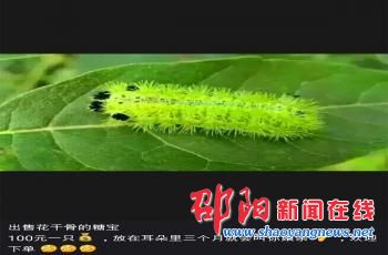 朋友圈兜售《花千骨》灵虫“糖宝” 却是蜇人的“洋辣子”