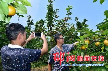 300多亩金秋梨开采上市吸引大批游客体验采摘乐趣