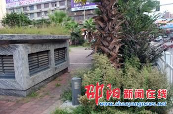 人民广场绿化带杂草丛生影响美观 邵阳市民望尽快修剪