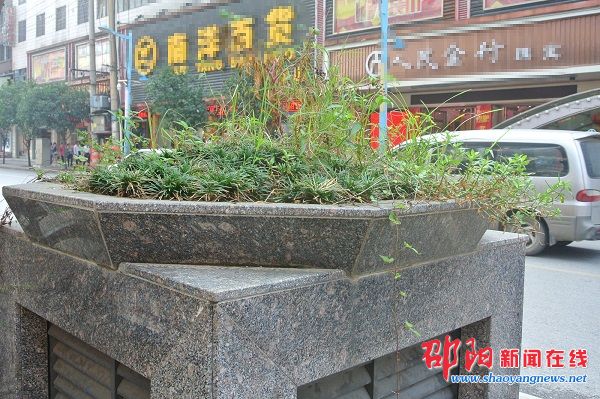 邵阳市区东风路附近花坛成“草坛” 荒废已久无人打理