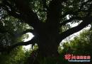 城步再现湖南最大樟树龄在720年左右 需八人合抱