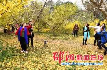 邵阳县袁家山的10亩银杏树金黄构成美景 吸引游客合影