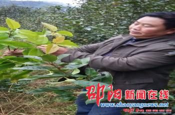 绥宁县农民嫁接出百万株世界濒危树种成中国第一例