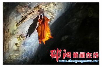 邵阳市绥宁县“千万老鼠洞”中惊现“红蝙蝠”
