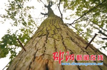 邵阳市临津门旁香樟树树干钉满几十根铁钉成“晾衣架”