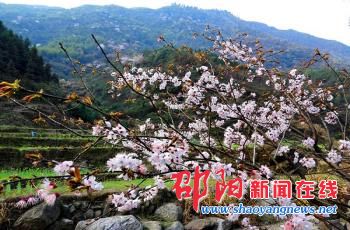 新邵县“长寿之乡”变身“人间天堂” 十万野樱山间藏