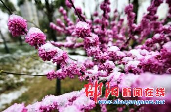 邵阳市降春雪覆盖大地 市民走进花园感受“桃花春雪”美景