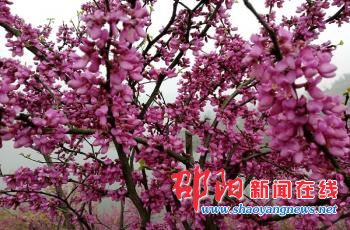 新邵县坪上‘采花节’开幕在即 邀群众鉴花寻“长寿秘诀”
