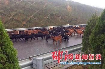 洞新高速附近村民带近百只羊“逛”高速 存安全隐患