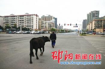 牵牛过马路犹如漫步田间 “邵阳式过马路”何时休