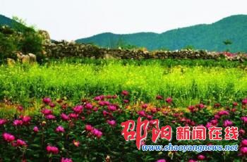邵东县斫石曹乡梧桐村药材基地千亩芍药花竞相开放