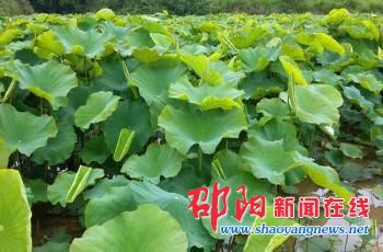 邵阳太空莲种植大户全家有序分工推广 望市民随处可赏莲