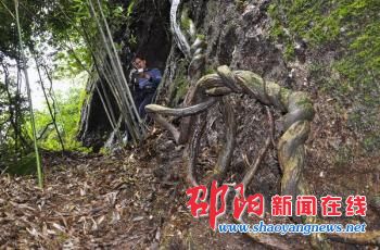 新宁县崀山镇联合村鹅公寨石巷崖壁现百年古藤