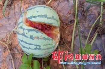 邵阳连续四天“暴雨又暴晒”天气 成片西瓜爆裂苦瓜农
