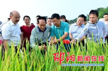 中国杂交水稻之父袁隆平考察邵阳隆回水稻品种丰产情况